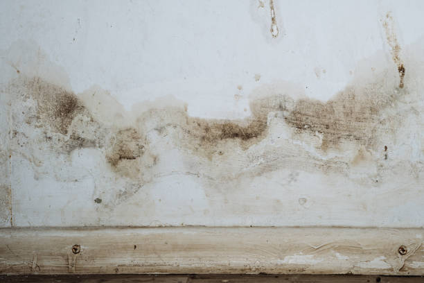 Why You Should Choose Our Mold Remediation Services in Medford, NY